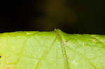 Wrinkleleaf goldenrod